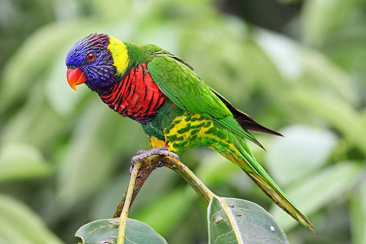 Australian Lorikeets – Informations