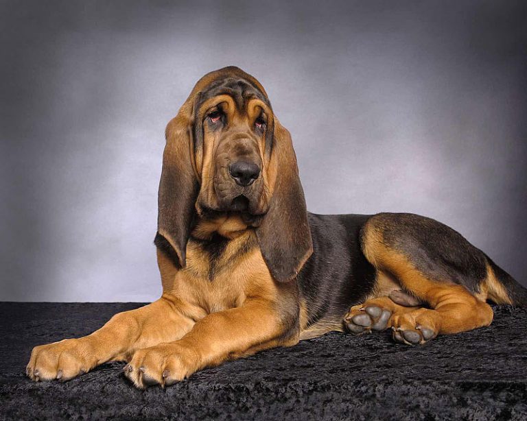 10 Most Laid-Back Dog Breeds