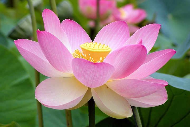 Lotus - Growing Guide