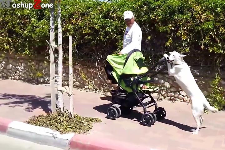 Funny Dogs Acting Like Humans Compilation