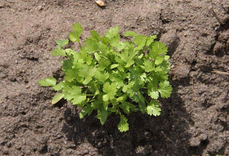 Growing Coriander