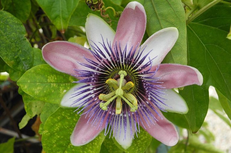 Growing Passion Flowers