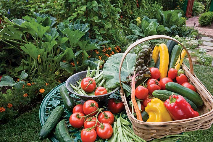 Growing fruit and vegetables - July