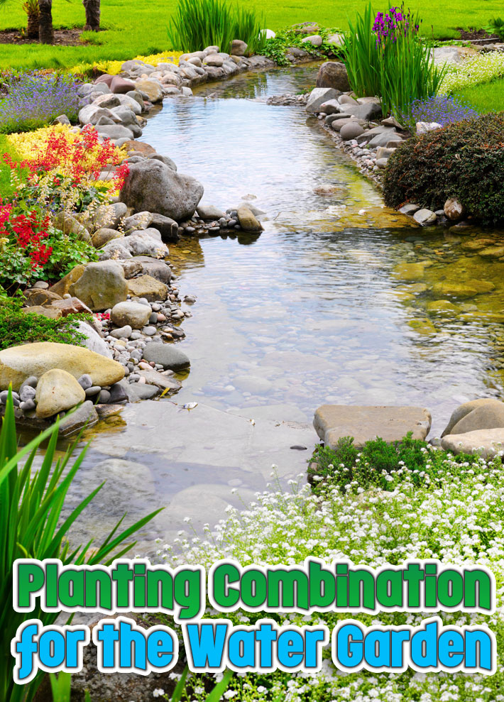 Quiet Corner:Planting Combination for the Water Garden - Quiet Corner