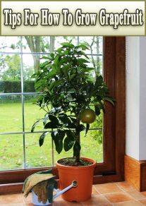 Tips For How To Grow Grapefruit