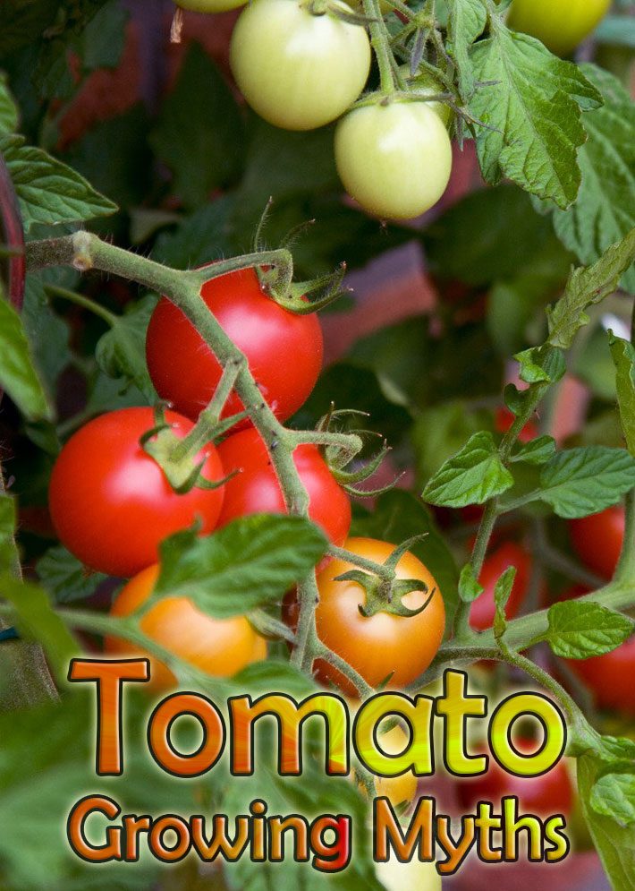 Top 10 Tomato Growing Myths