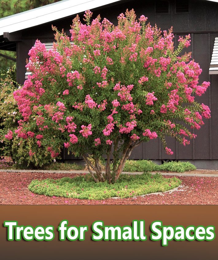 Trees for Small Spaces