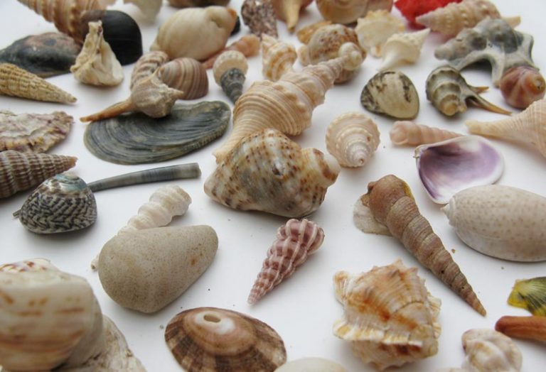 Uses for Seashells
