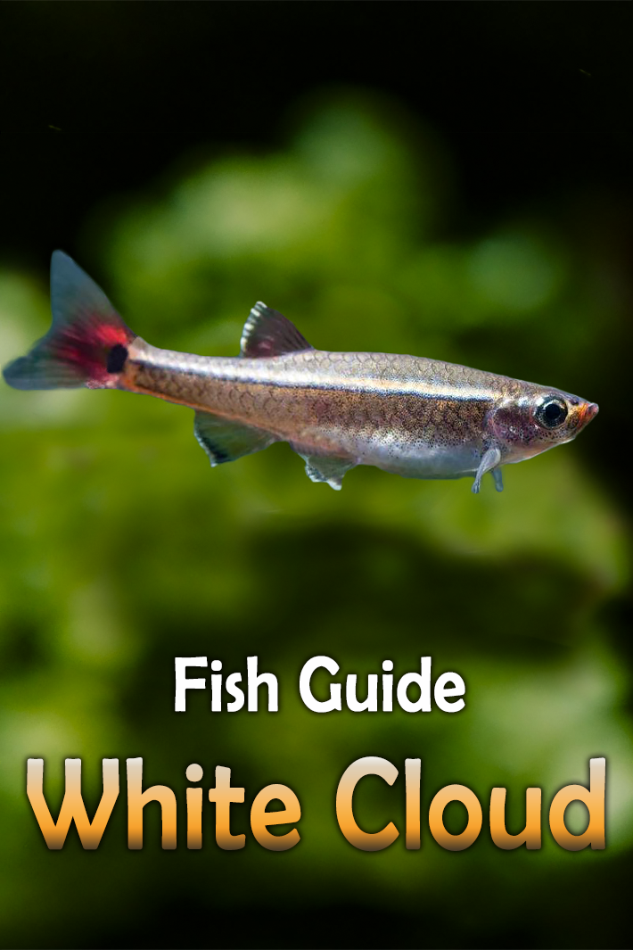 White Cloud – Fish Guide