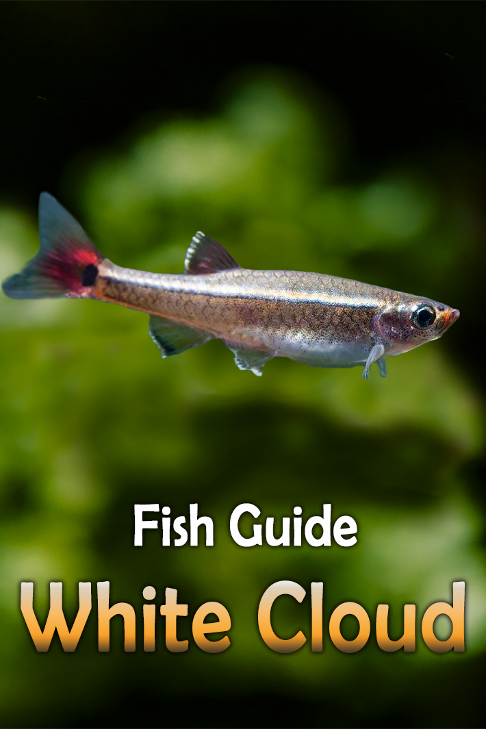 white cloud tetra