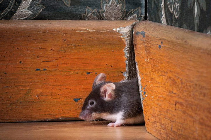 8 Poison-Free Ways to Get Rid of Mice
