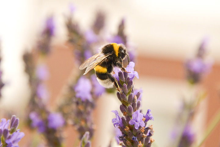 Bees and Garden Herbs