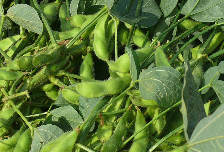Edamame / Soya Beans Growing Guide