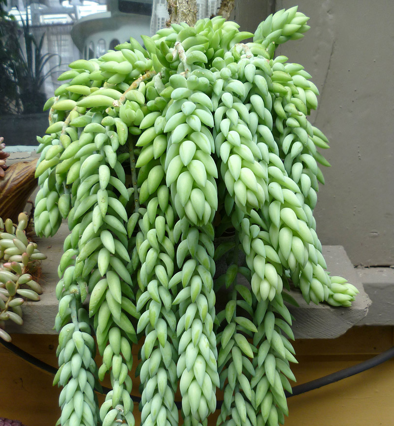 3 Unusual Succulents for Your Hanging Baskets