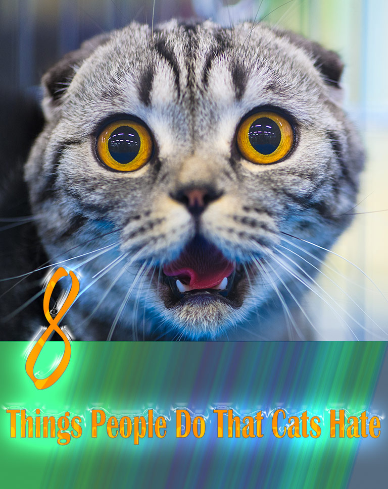 8 Things People Do That Cats Hate