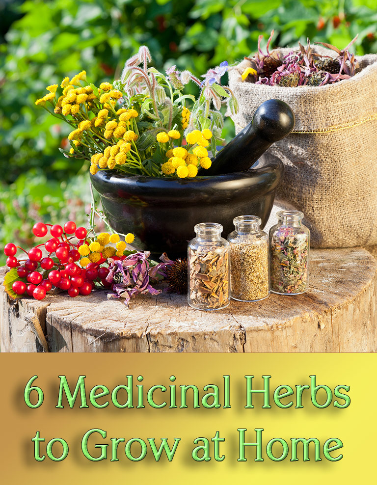 6 Medicinal Herbs to Grow at Home