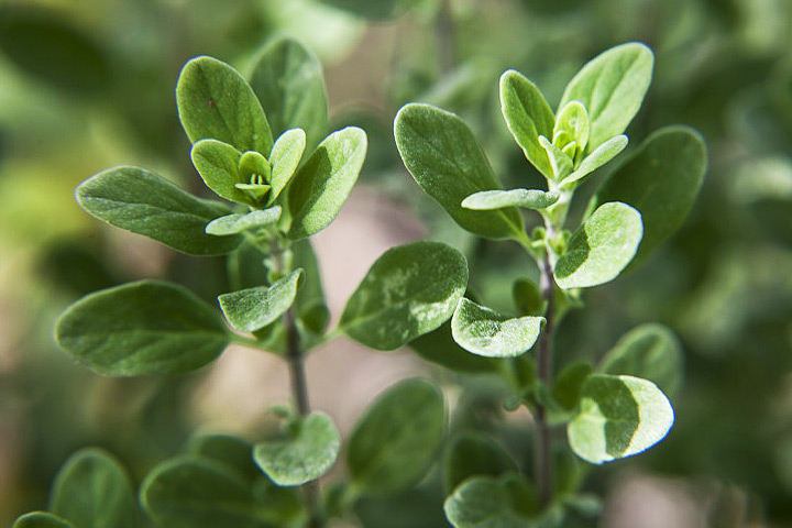 Sweet Marjoram - Growing Guide