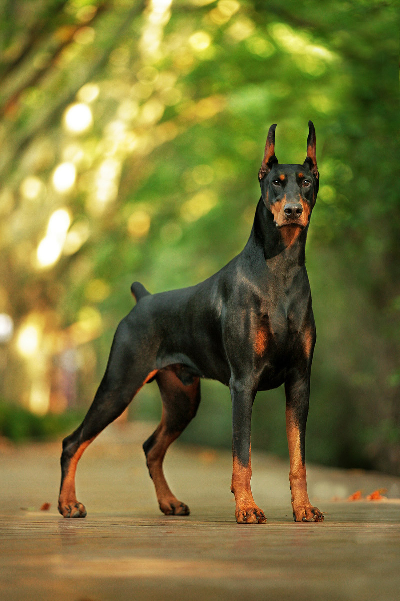 are dobermans good inside dogs