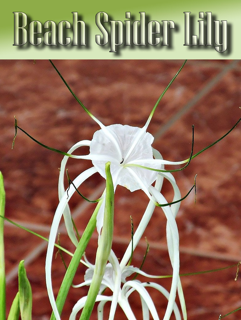 Beach Spider Lily - Growing Guide
