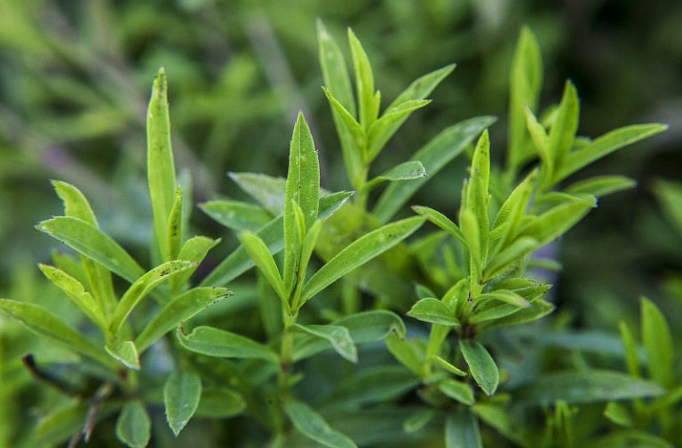 Tarragon Growing Guide