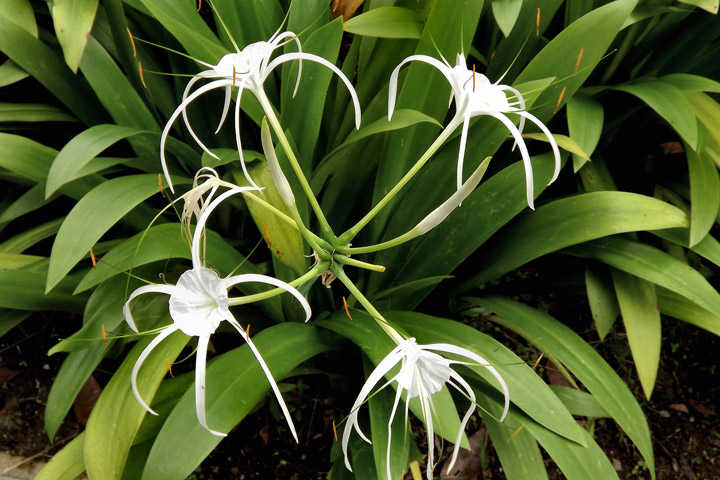 quiet-corner-beach-spider-lily-growing-guide-quiet-corner