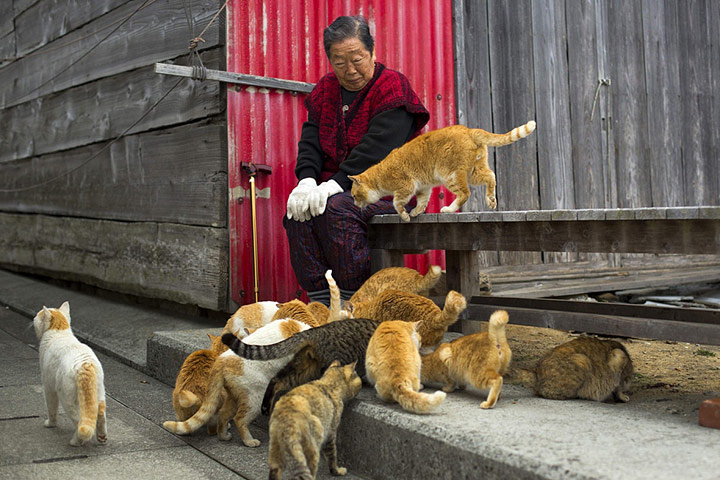 Tashirojima – Cat Island