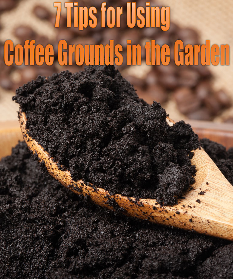 Quiet Corner 7 Tips For Using Coffee Grounds In The Garden Quiet