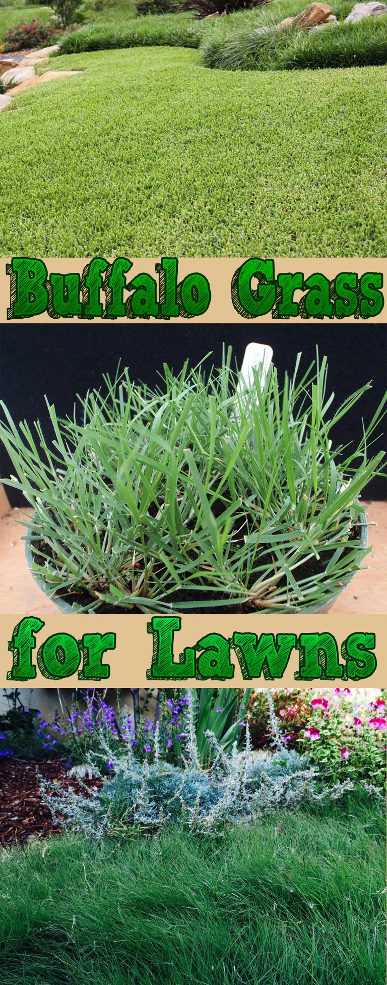 Buffalo Grass for Lawns