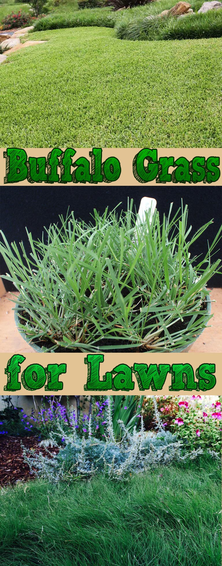 Buffalo Grass for Lawns 9