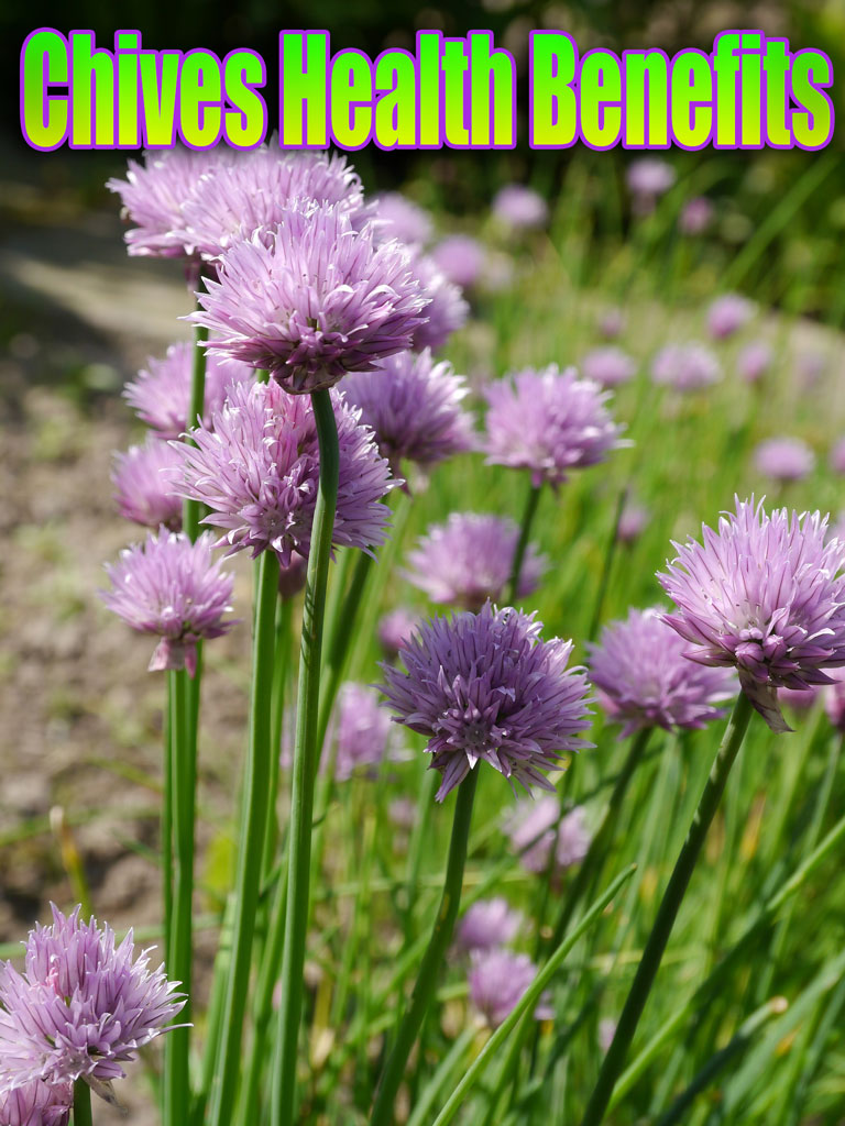 Chives Health Benefits