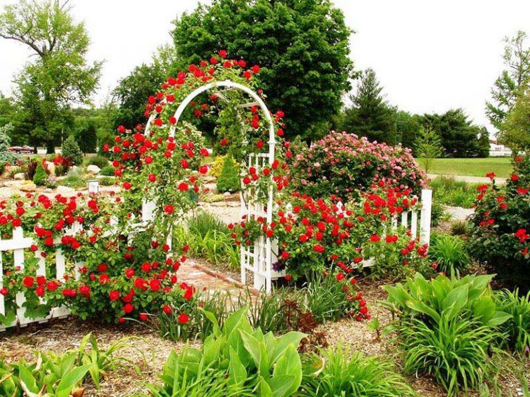 Quiet Corner:Climbing Rose Trellises - Quiet Corner