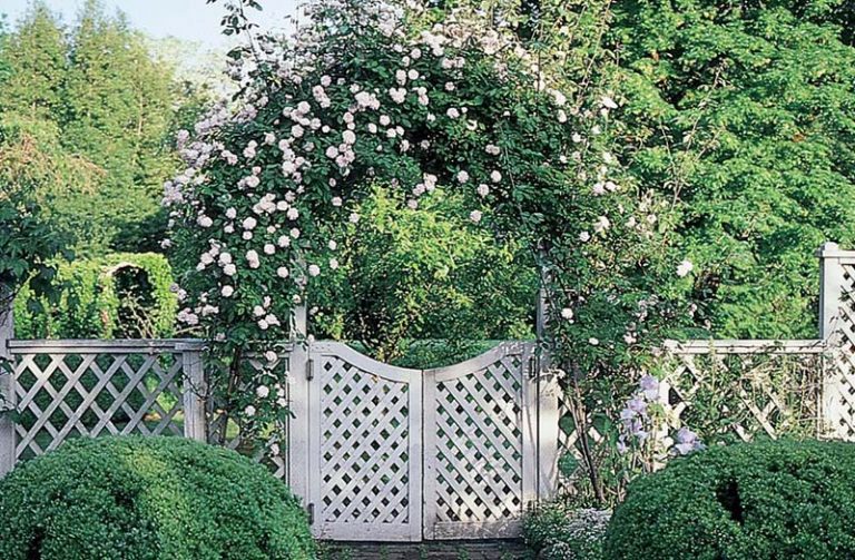 Climbing Rose Trellises
