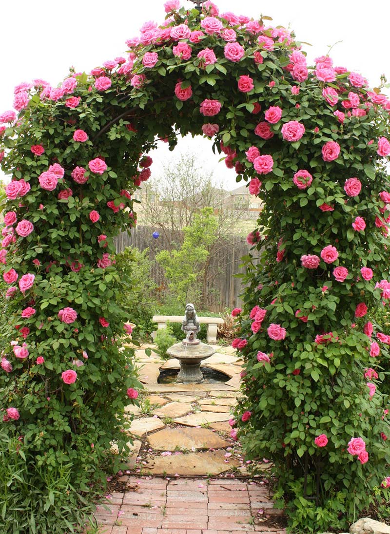 Growing Roses Over an Arch - Back Gardener