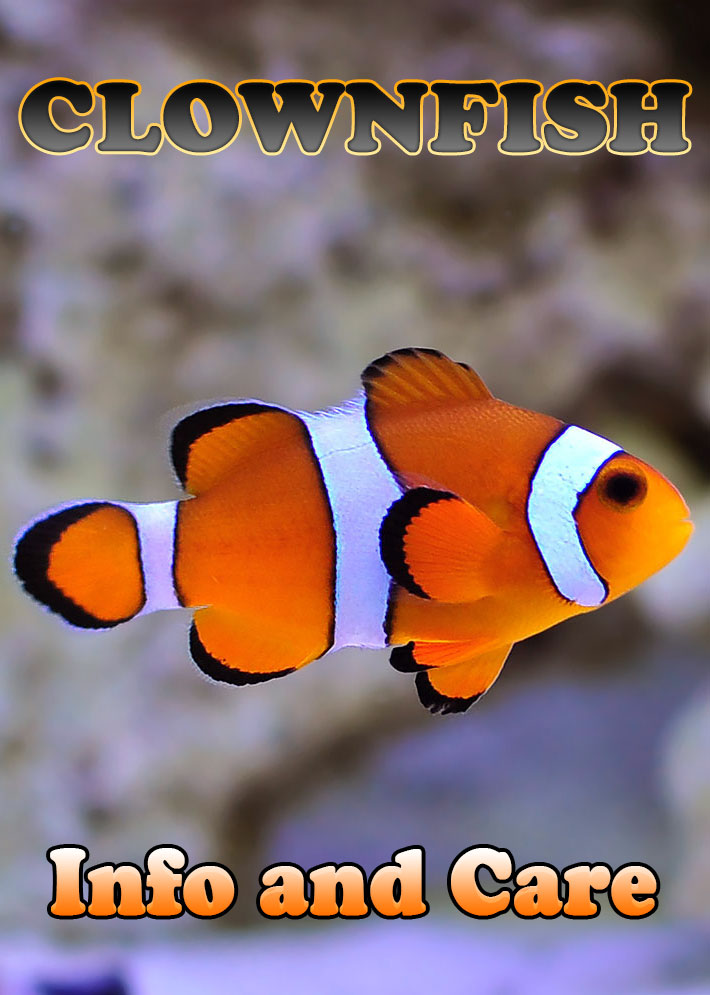 clownfish for sale pets at home