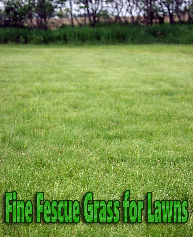 Fine Fescue Grass for Lawns