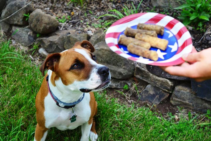 Fourth of July With Pets