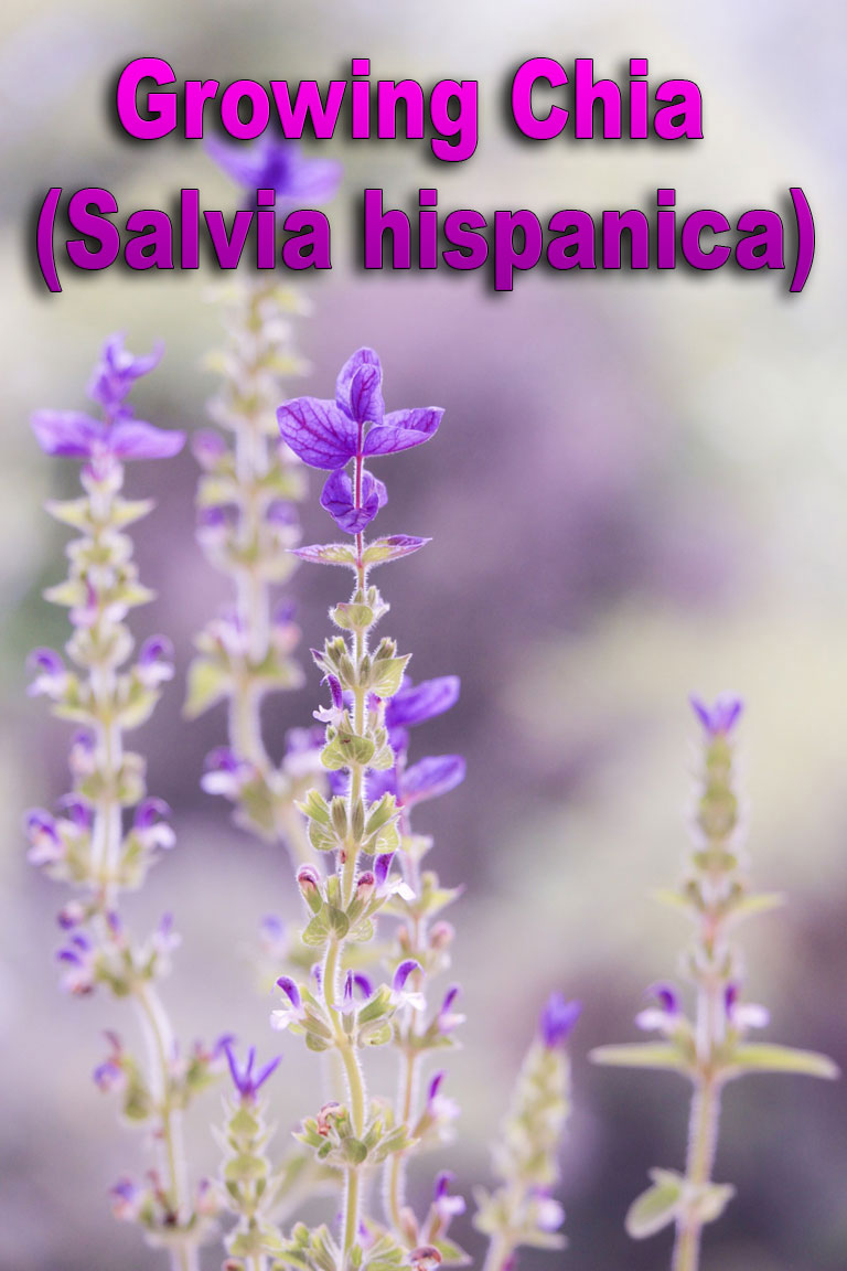 Growing Chia (Salvia hispanica)