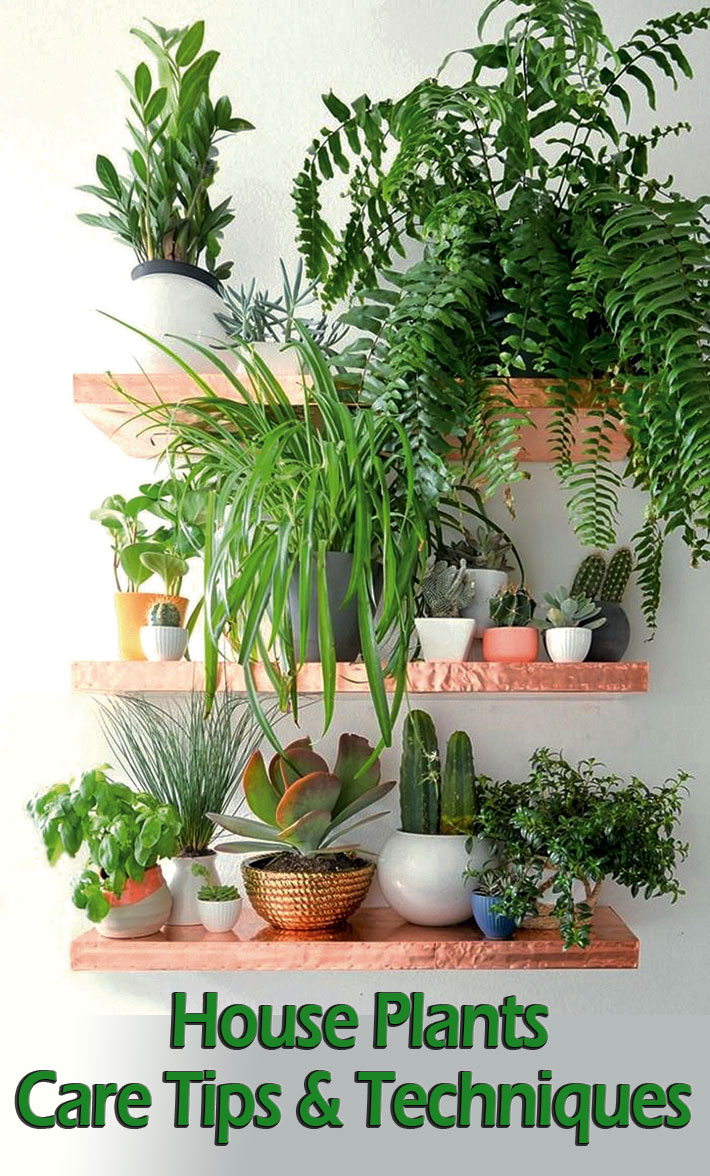 House Plants - Care Tips & Techniques