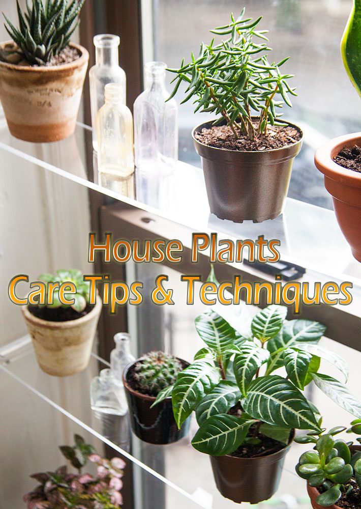 House Plants – Care Tips & Techniques