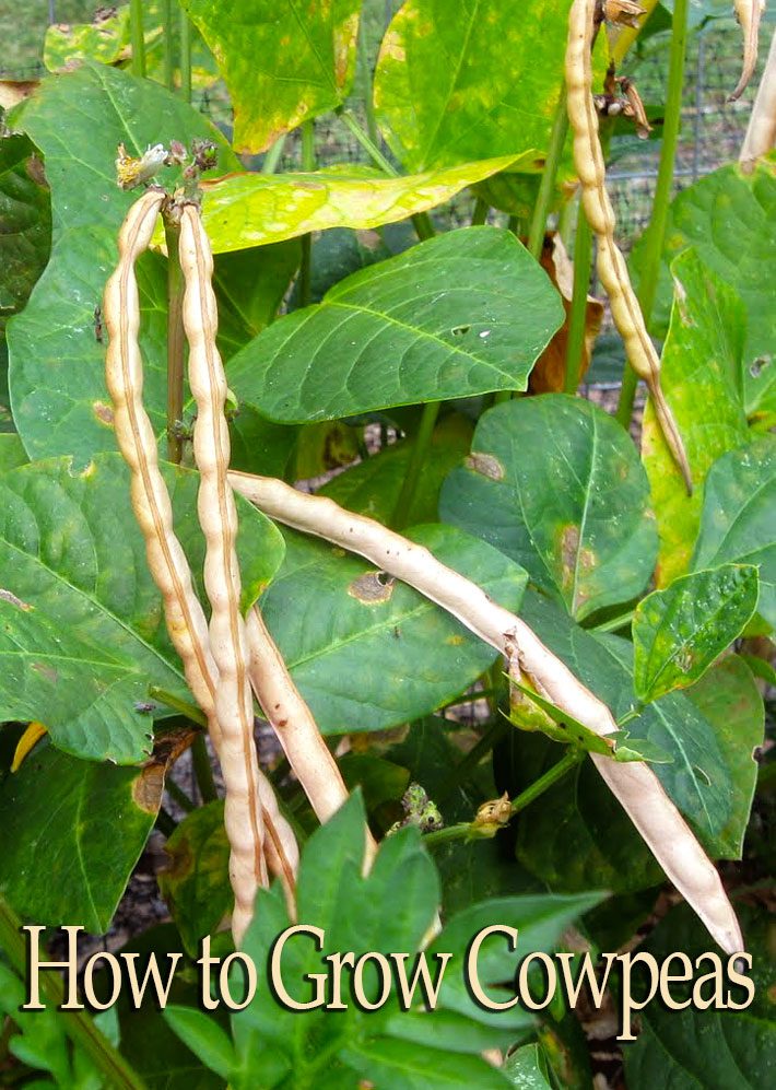 How to Grow Cowpeas, Black Eyed Peas