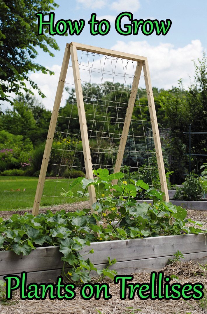 How to Grow Plants on Trellises