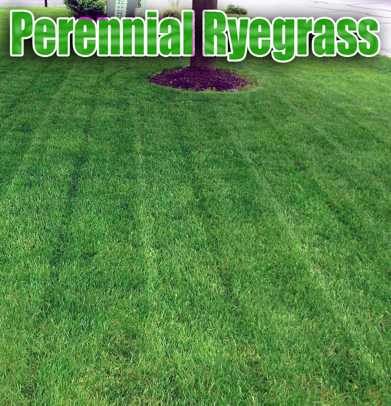 Mowing best sale annual ryegrass