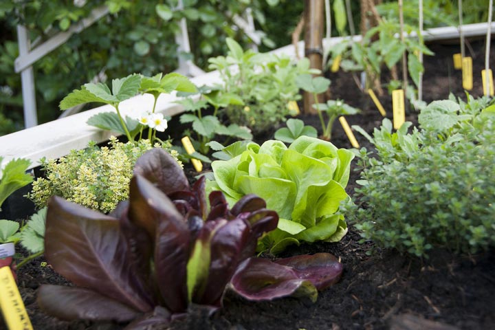 Planting Vegetables and Herbs in Summer