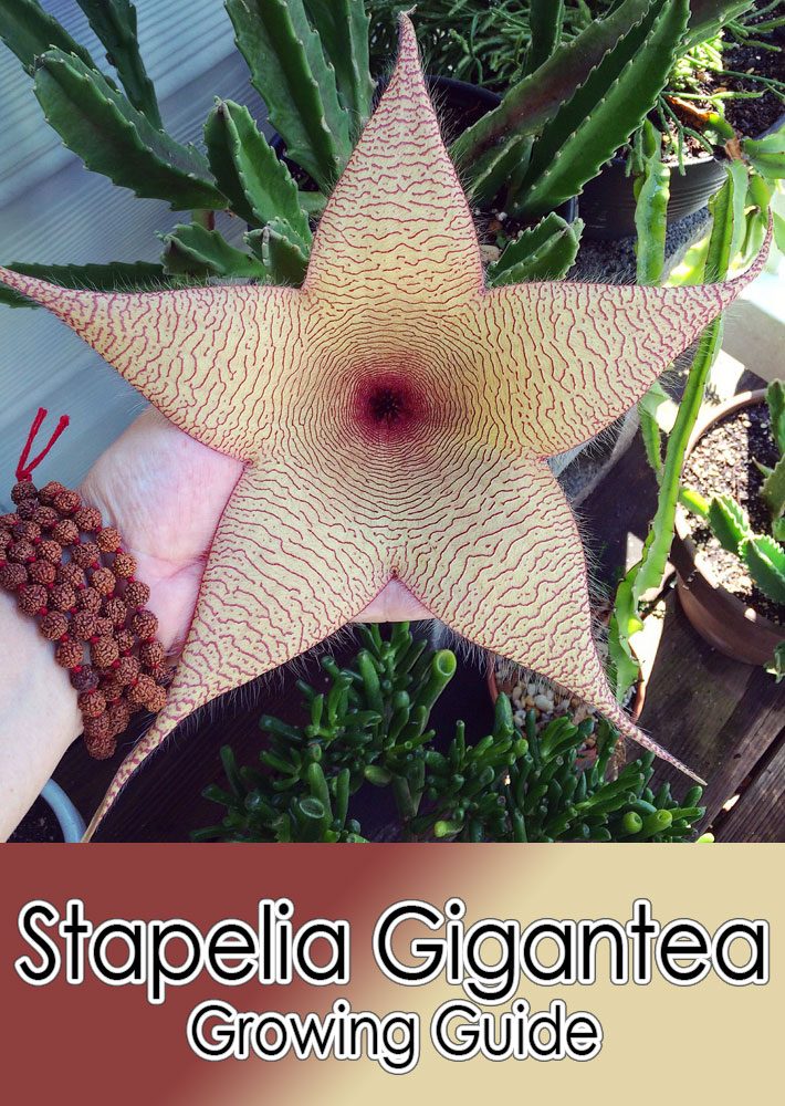 Stapelia Gigantea – Growing Guide