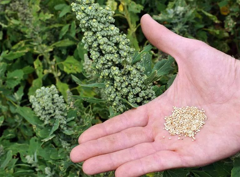 Quinoa Growing Guide 9180