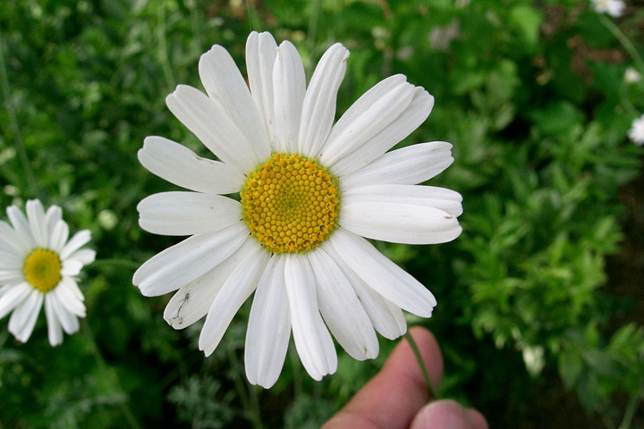 Make Your Own Pyrethrum Insecticide