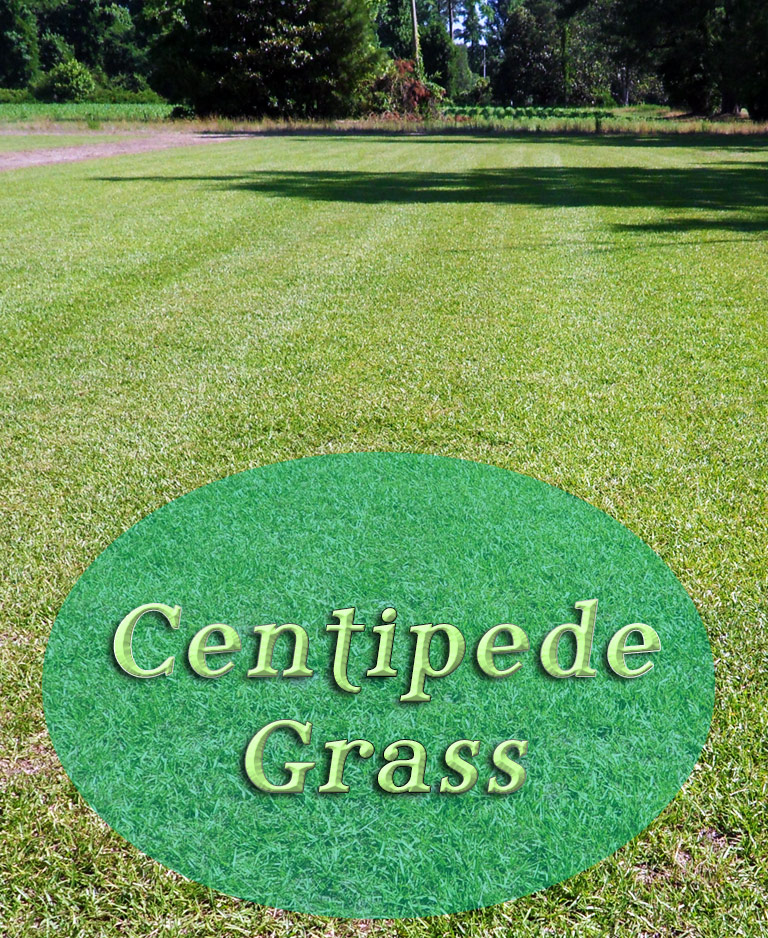 Centipede Grass