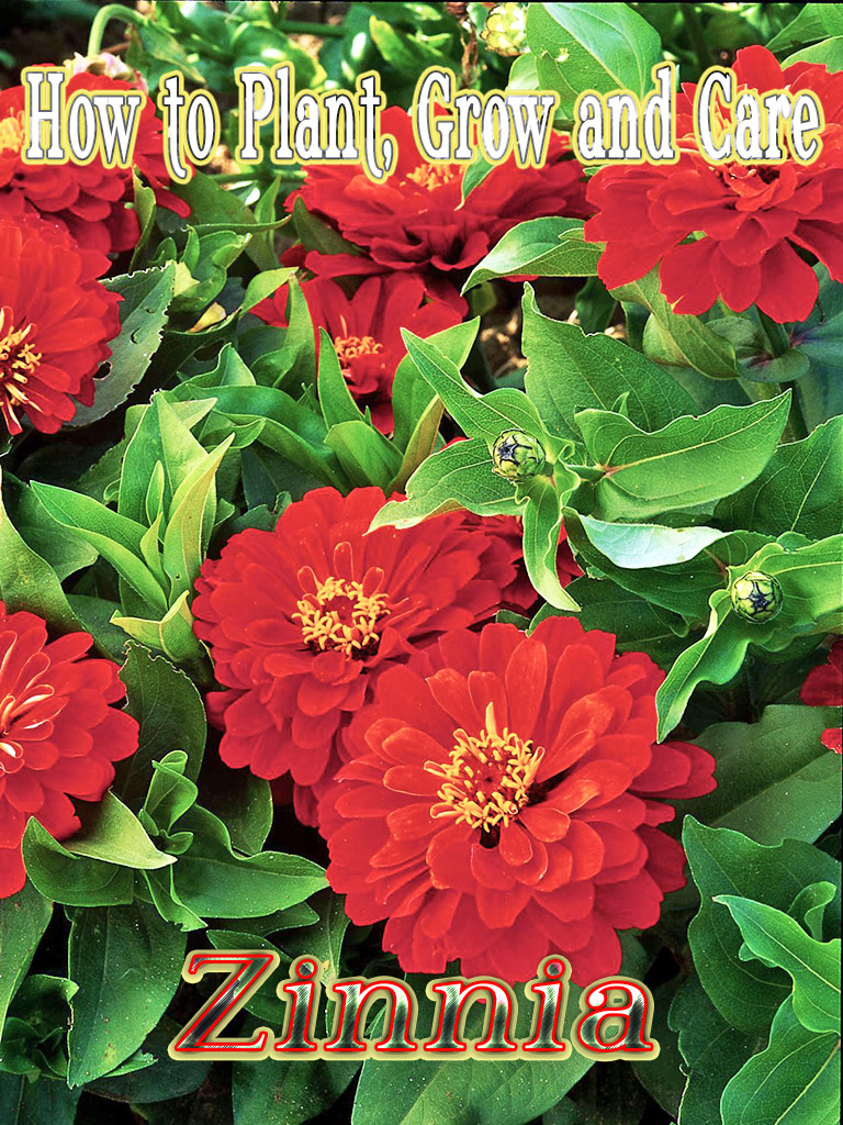 Zinnia - How to Plant, Grow and Care