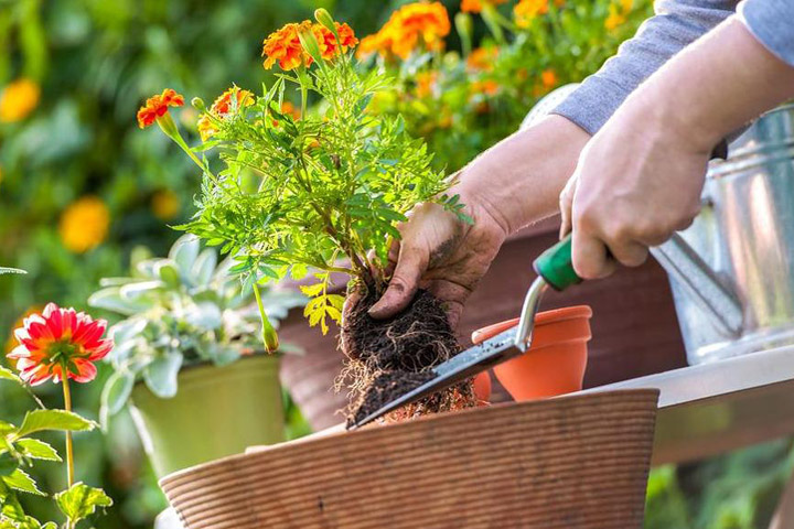 A Handy To-Do List for Gardening in July