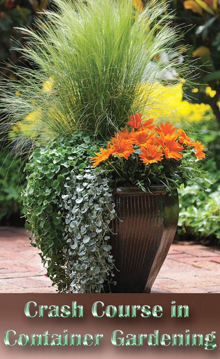 A Crash Course in Container Gardening